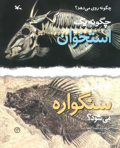 چگونه 1 استخوان تبدیل به سنگواره می شود؟ (گلاسه)