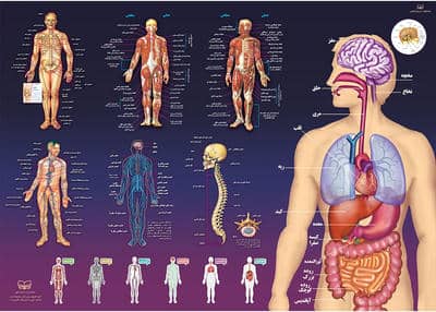 پوستر کالبد شناسی آناتومی بدن انسان 50*70 
