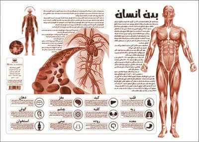 پوستر کالبد شناسی آناتومی بدن انسان 50*70 