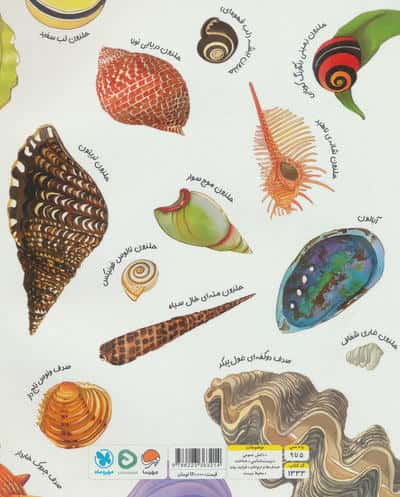صدف ها دنج و راحت هستند (رازهای طبیعت)،(گلاسه)